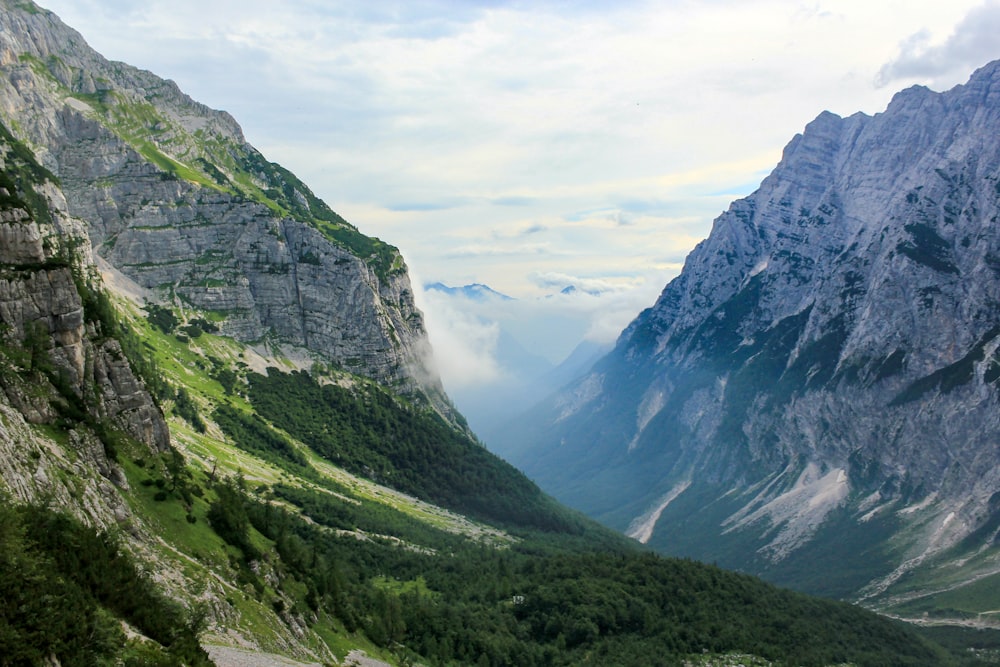 forest covered mountains during daytime