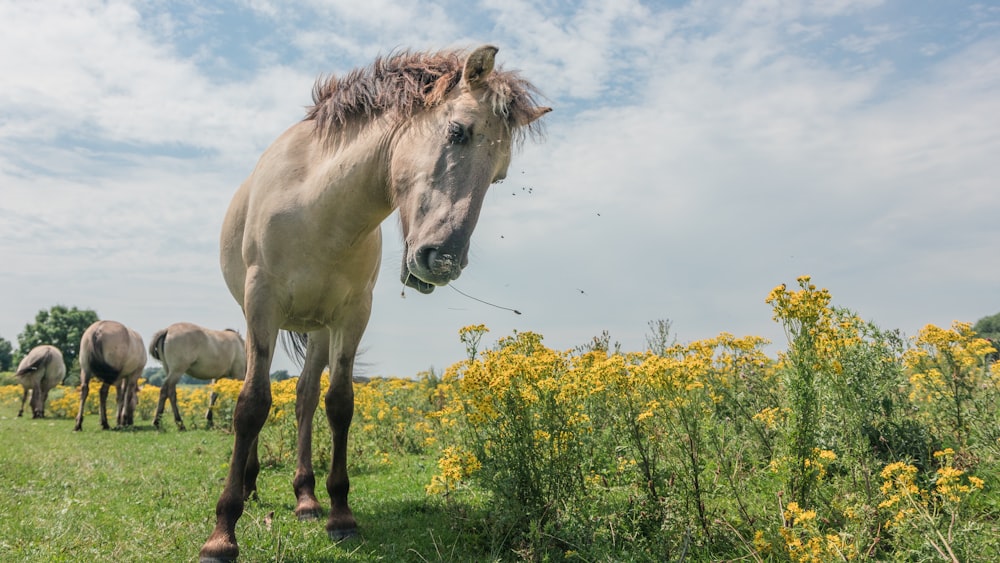 黄色い花のそばに立つ灰色の馬