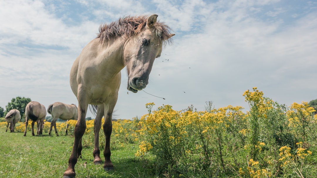 Wildlife photo spot Meinerswijk en De Praets Persingen