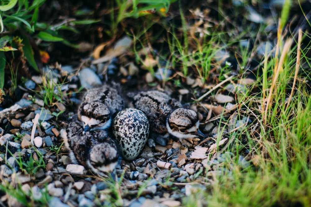 closeup photo of three quail chicks on ground