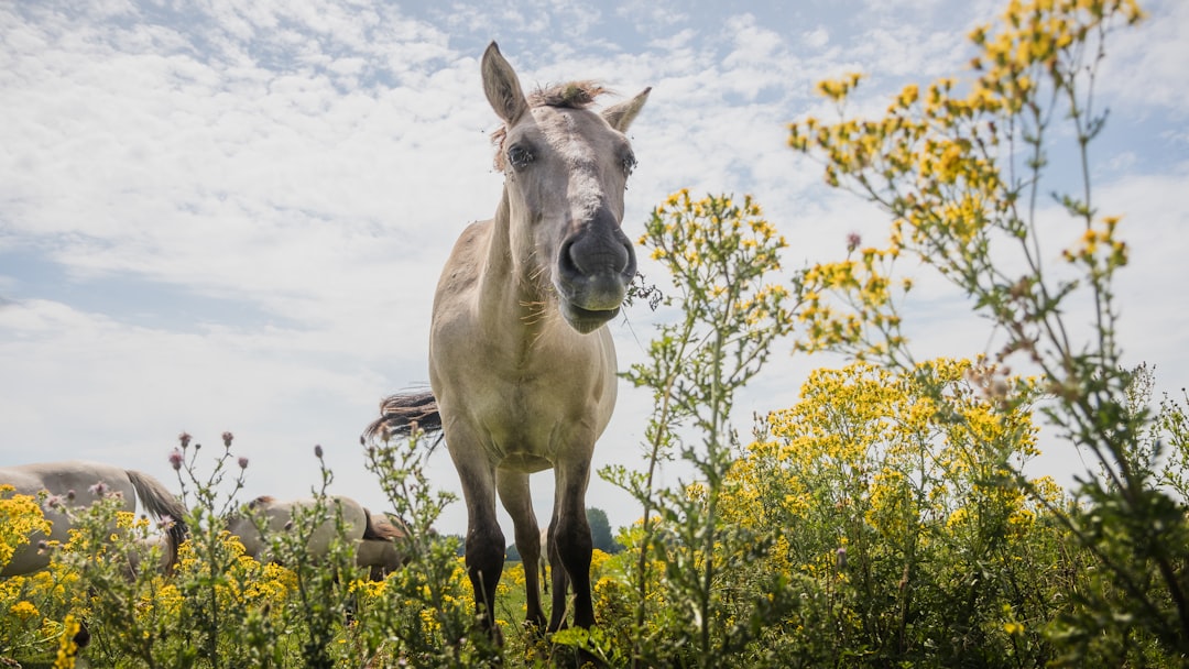 Wildlife photo spot Meinerswijk en De Praets Rhenen