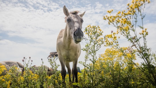 Meinerswijk en De Praets things to do in Ede