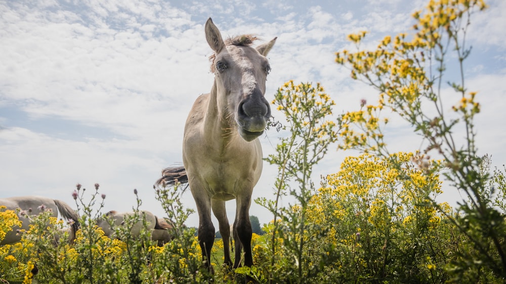 white horse in flower field at daytime