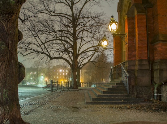 bare trees on sidewalk during daytime in Helsinki Finland