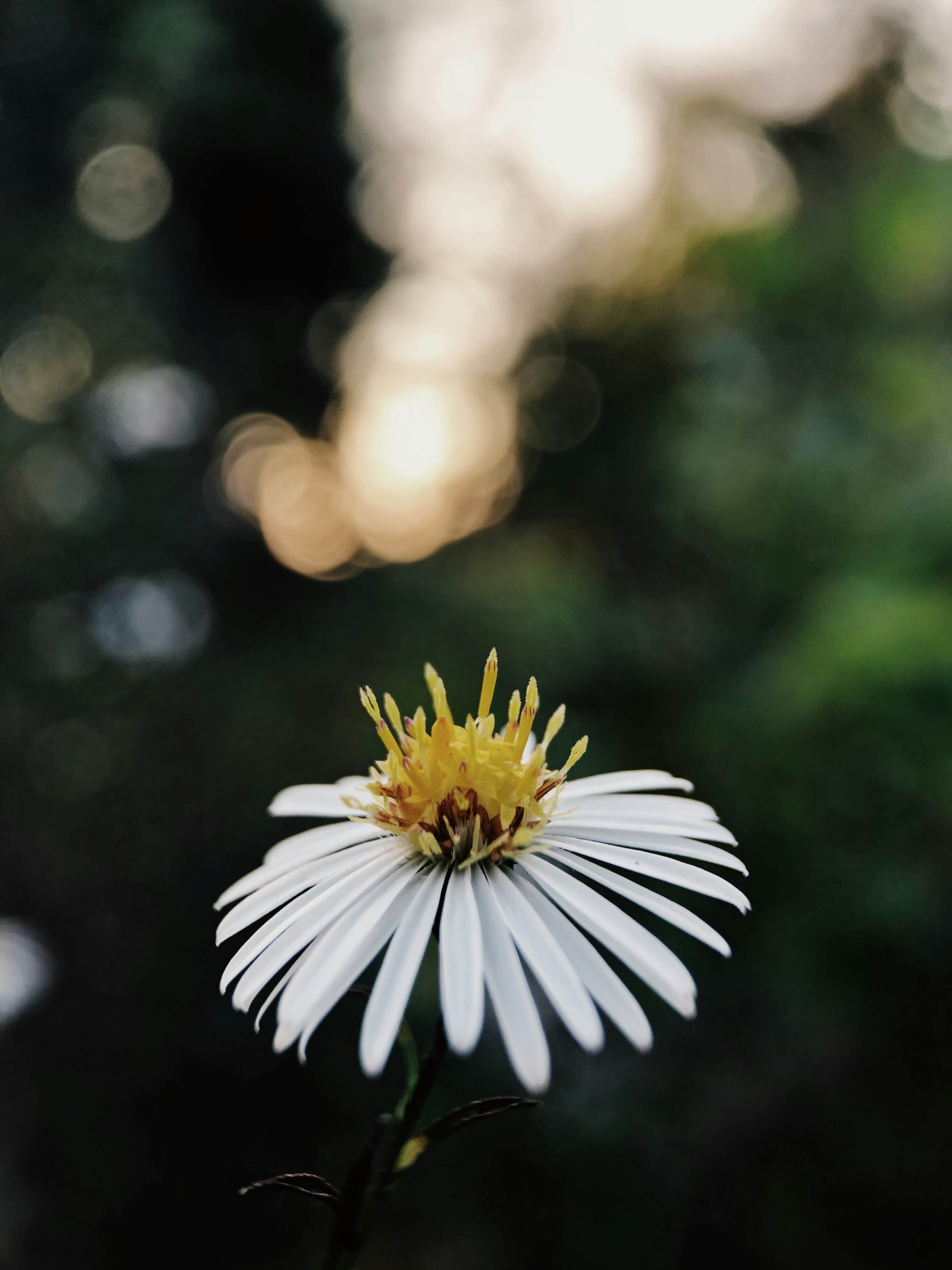 selective focus photography of white flower