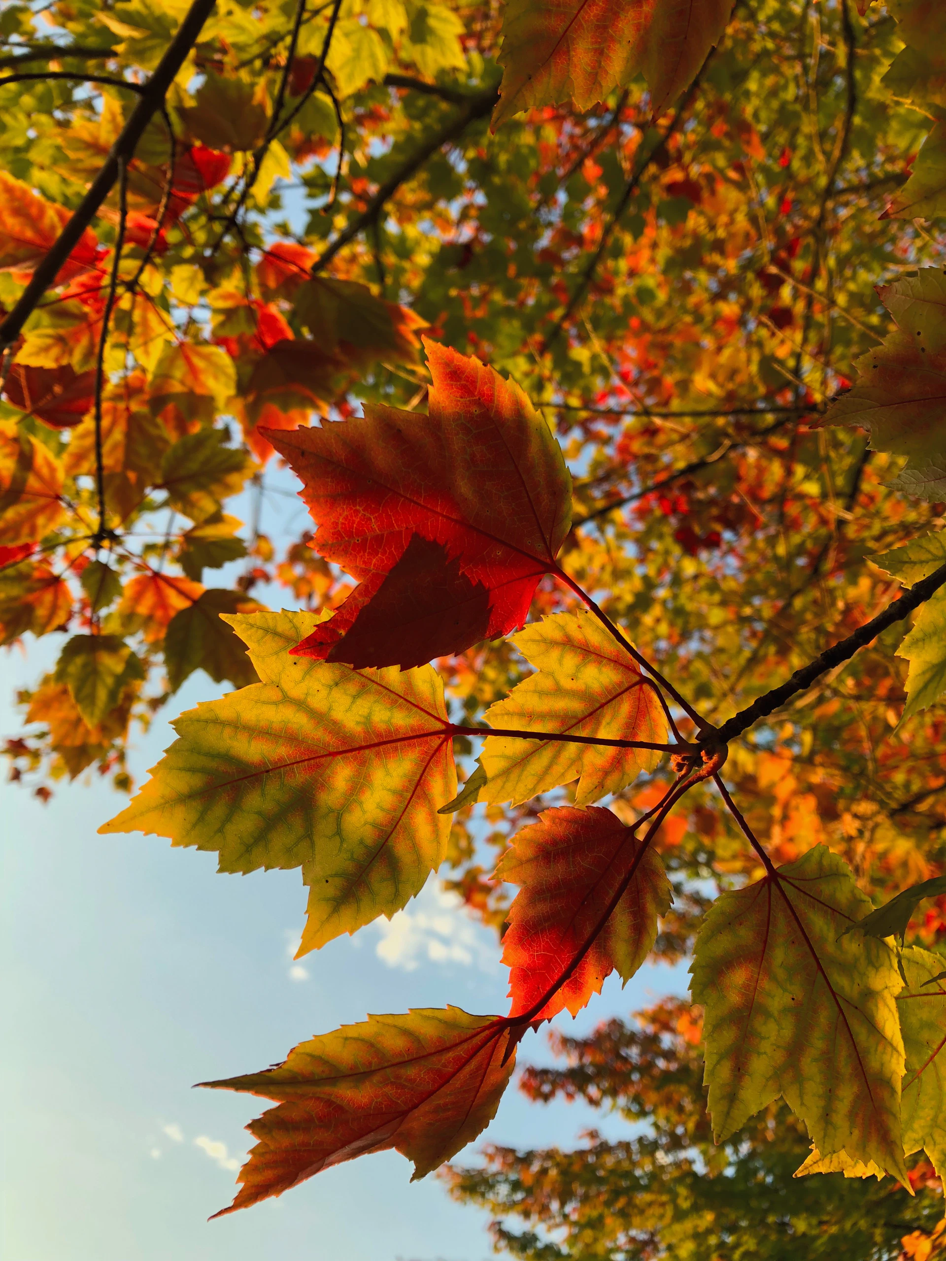 A close-up of colorful autumn leaves swirling in a soft breeze against a clear blue sky.