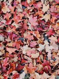 A pile of colorful autumn leaves being cleared from a garden path.