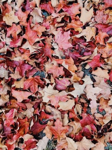 A pile of colorful autumn leaves being cleared from a garden path.