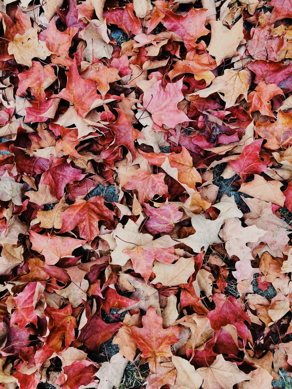 dried leaves