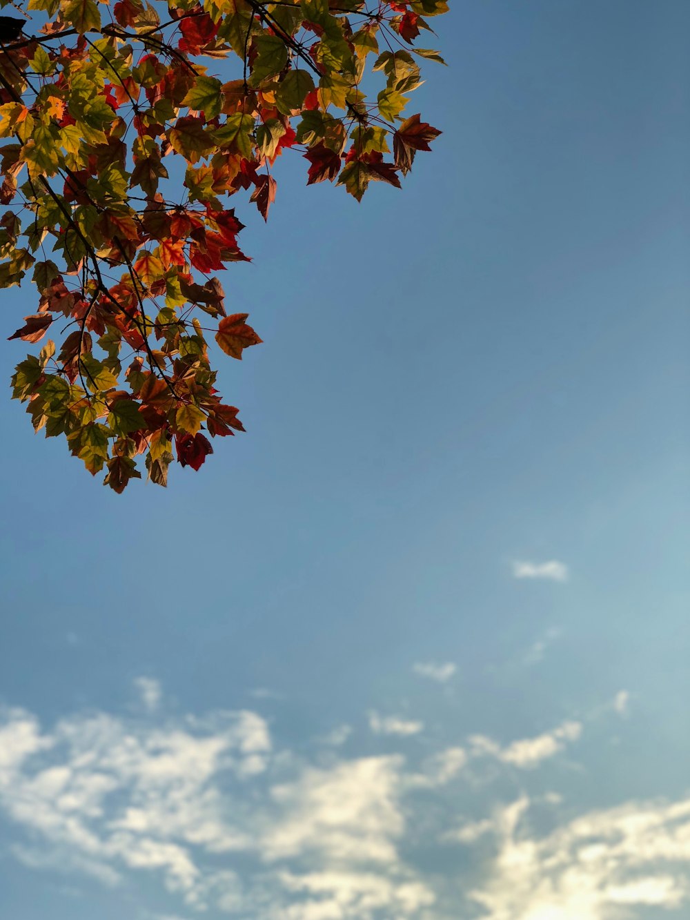 low-angle of maple leaves