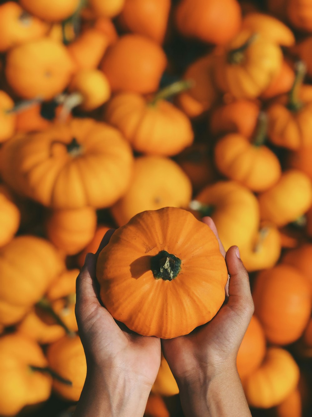 Fotografía de enfoque superficial de persona sosteniendo calabaza