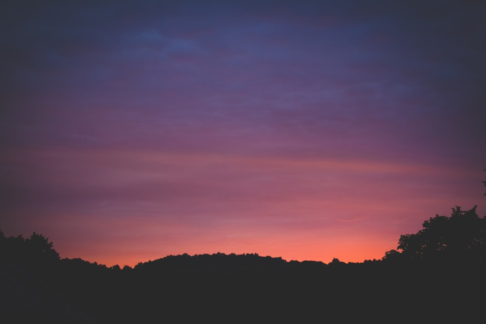 silhouette photo of trees at golden hour