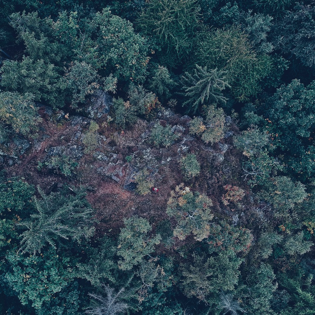 aerial photo of green leafed trees at daytime