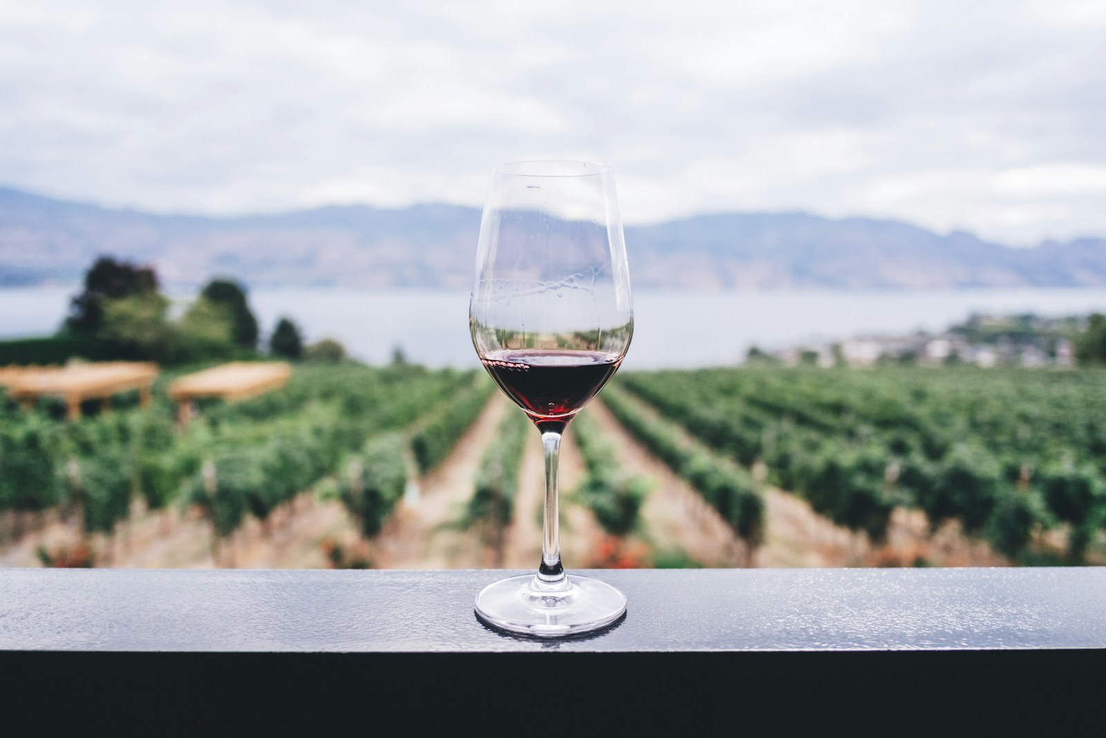 Ontario vineyards