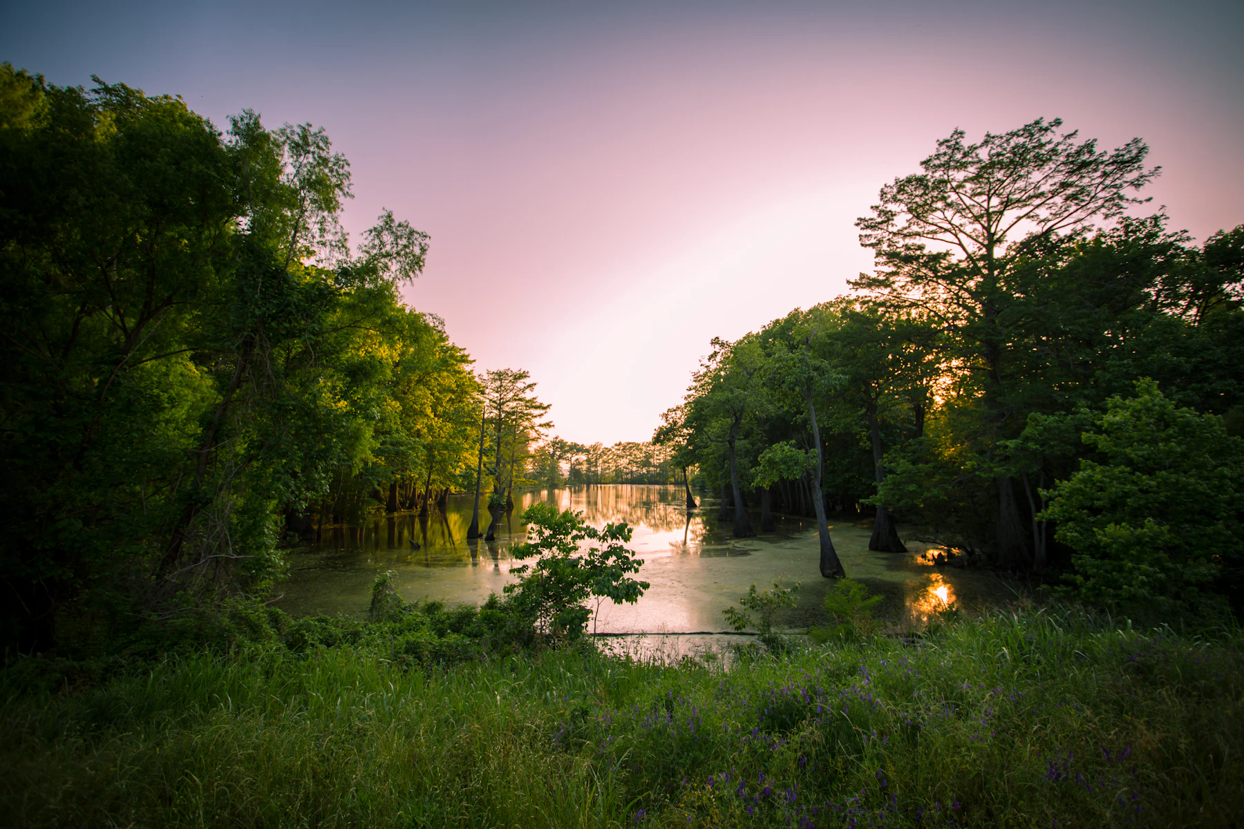 A still, tree-lined pond under a pink and violet sky just after sunset