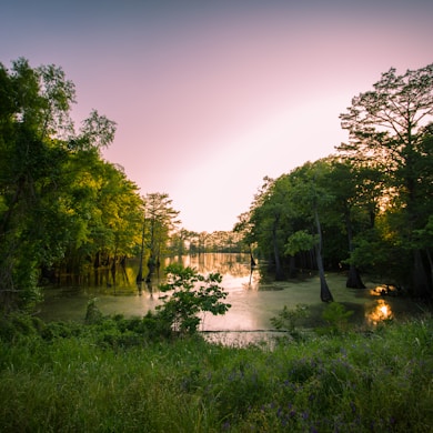 - Part of a 30 days streak of Unsplash uploads - Get lost in the Bayou they said. It’ll be fun they said.Jp Valery is one of the best photographers in Montréal, QC. He’s a self-taught photographer passionate by his craft. He’s available for hire - no projects are too big or too small - and can be contacted at contact@jpvalery.photo. Don’t hesitate to contact Jp Valery if you’re looking for a talented photographer in Montreal, Quebec with great photography services.