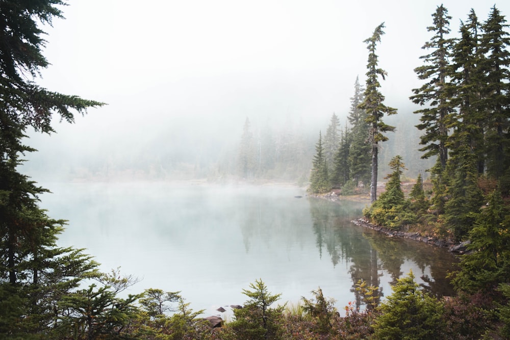 landscape photography of lake and forest