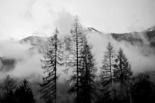 silhouette of trees with smoke in Swiss Alps Switzerland