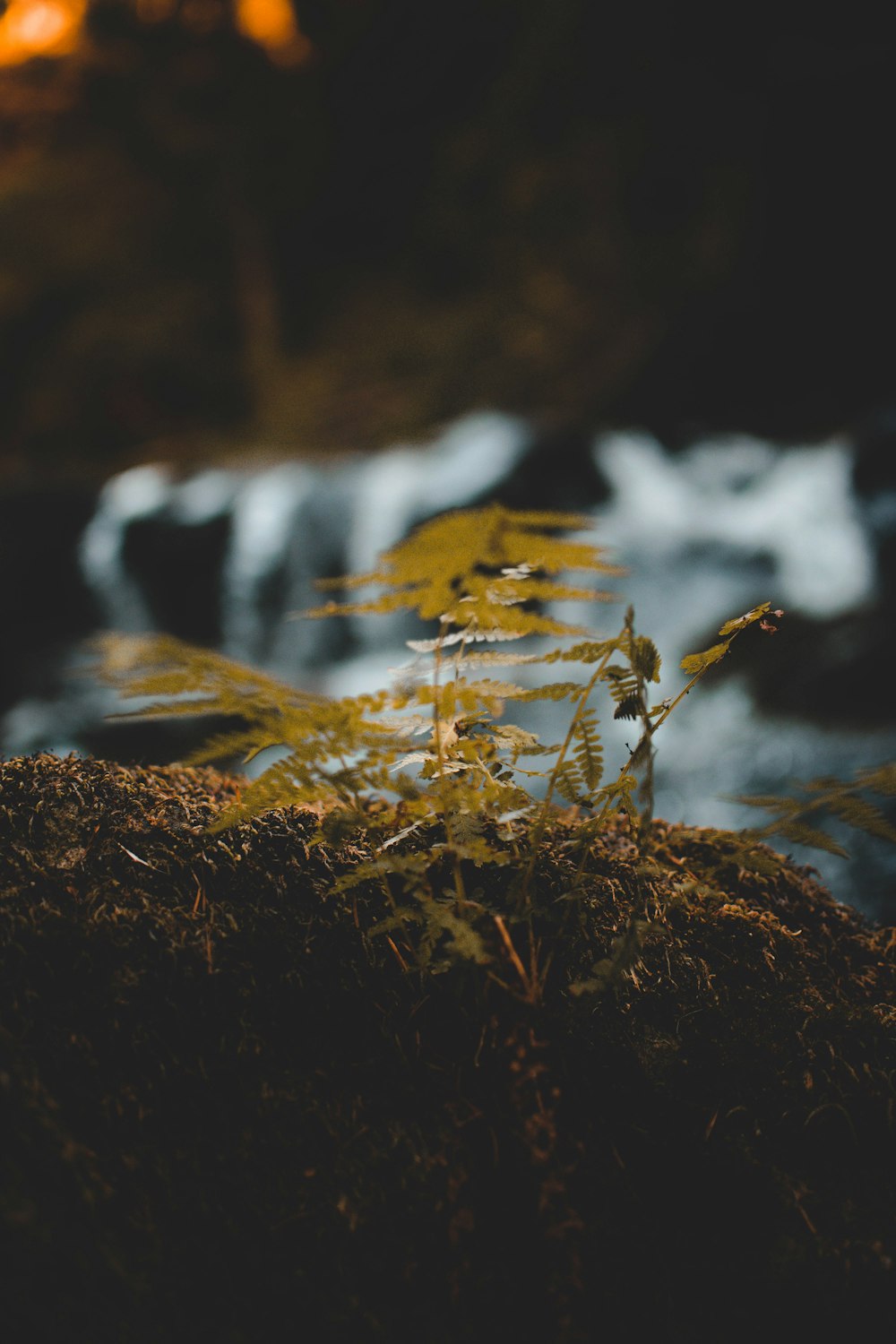 selective photography of green leafed plants