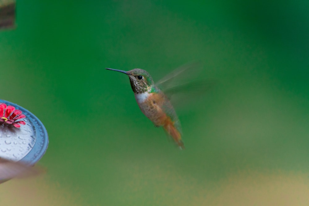 Photographie sélective de colibri brun