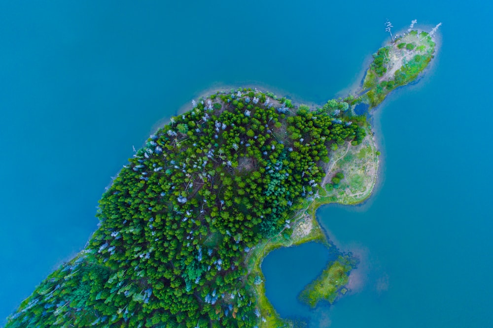 aerial photography of green trees on island