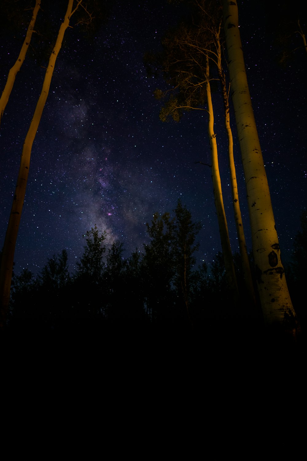 夜空と白い木の幹のローアングル写真