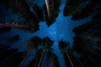 low angle photography of trees