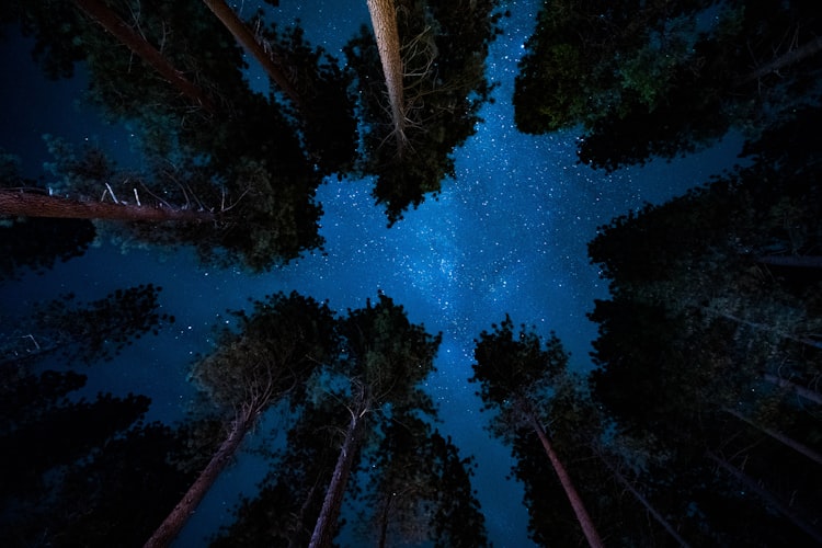 Redwood tree tops at night with the stars