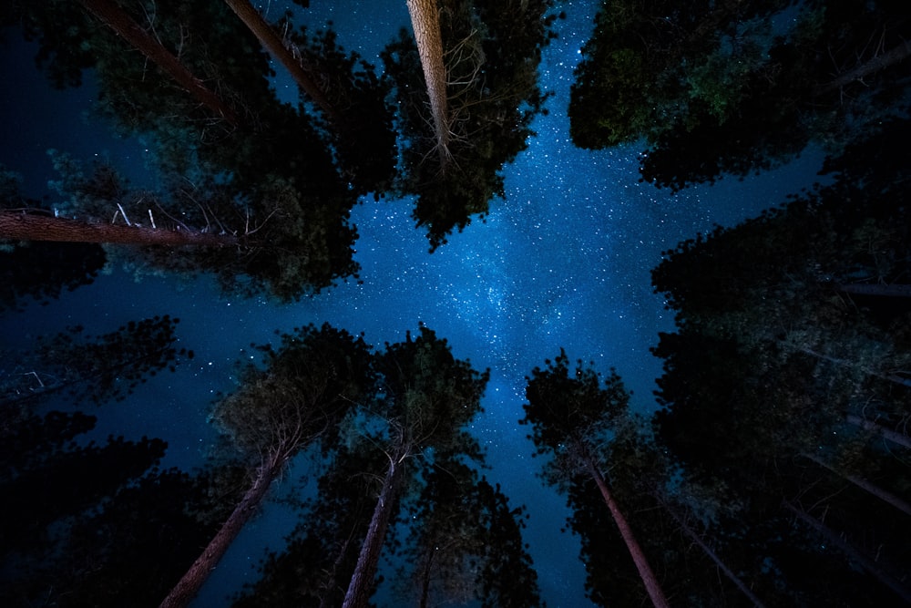 low angle photography of trees