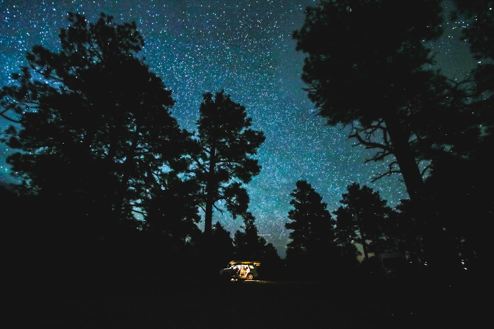 夜間の晴天下の森のローアングル写真