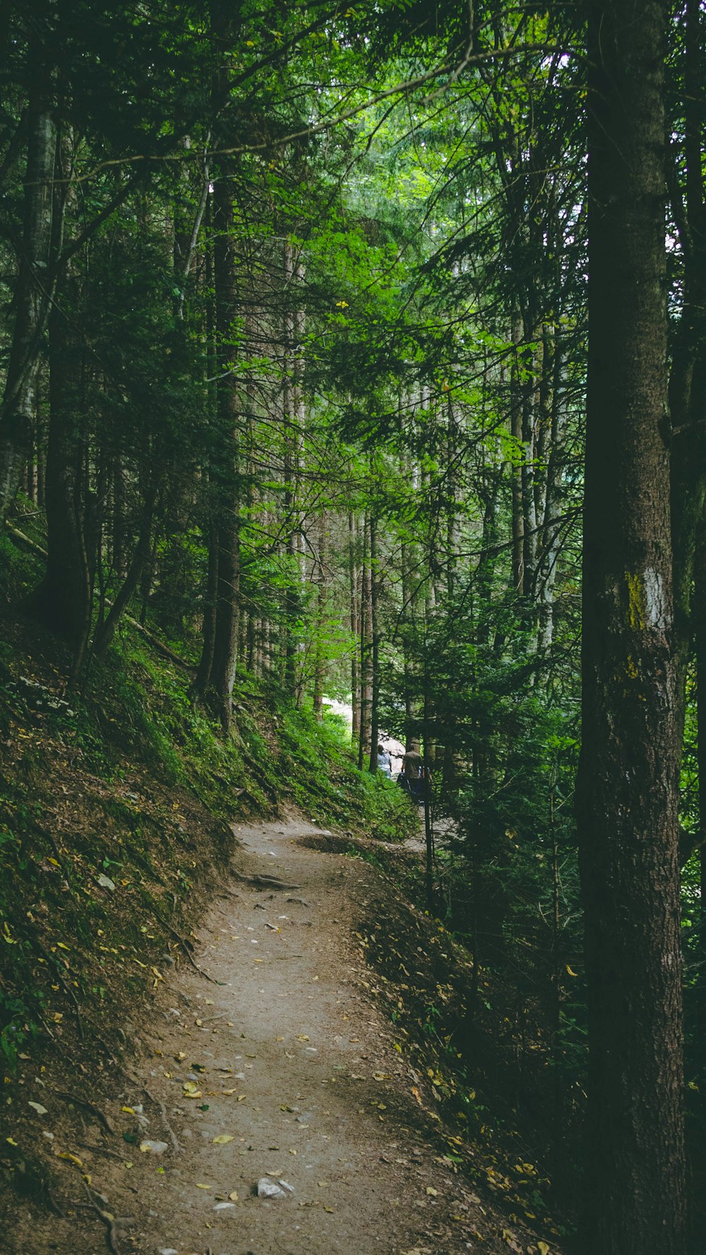 pathway surrounded by green pine trees