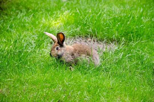 brown rabbit on green field in Tierpark Berlin Germany