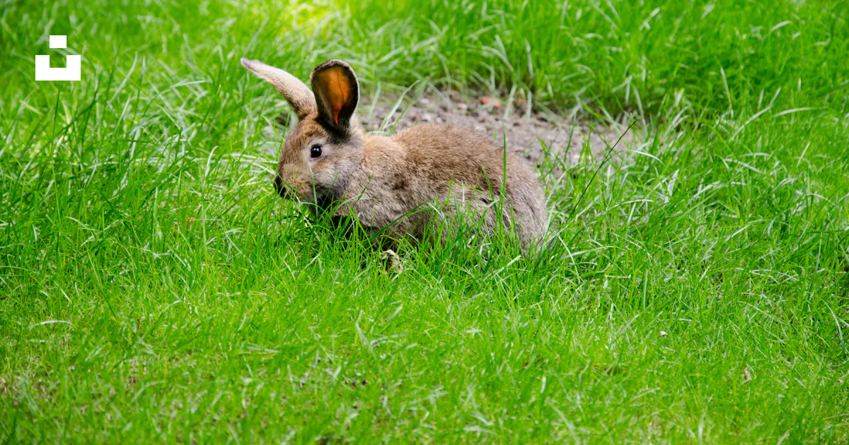 Brown rabbit on green field photo – Free Tierpark berlin Image on Unsplash