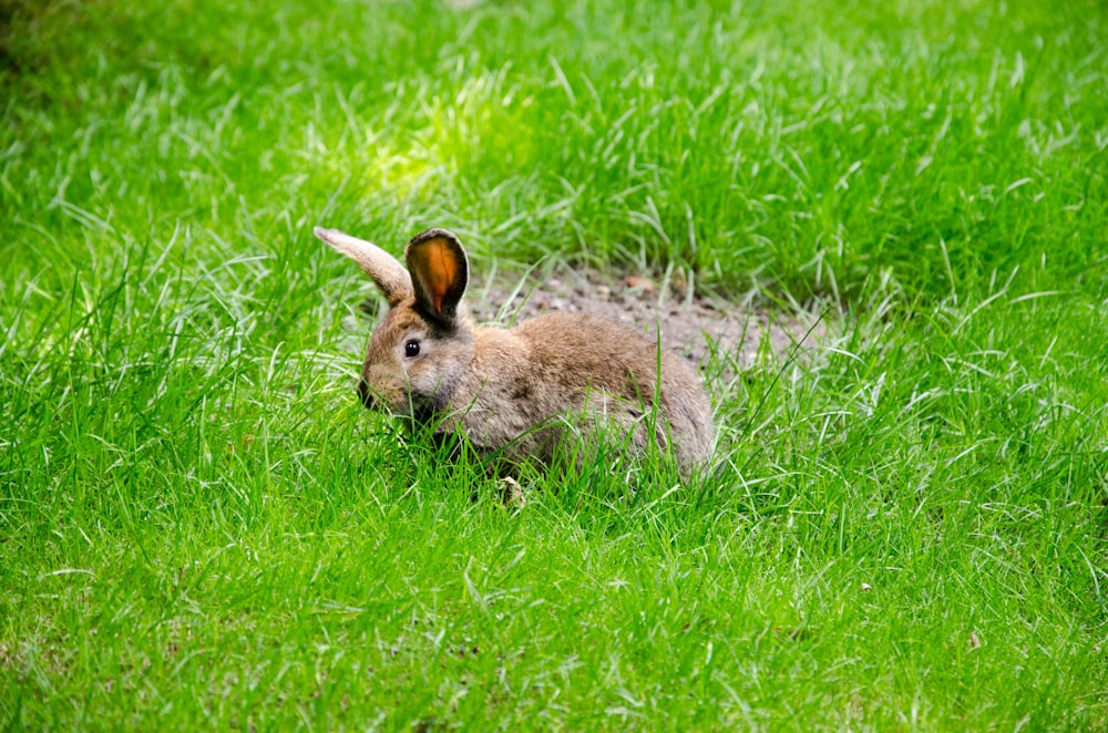 brown rabbit on green field