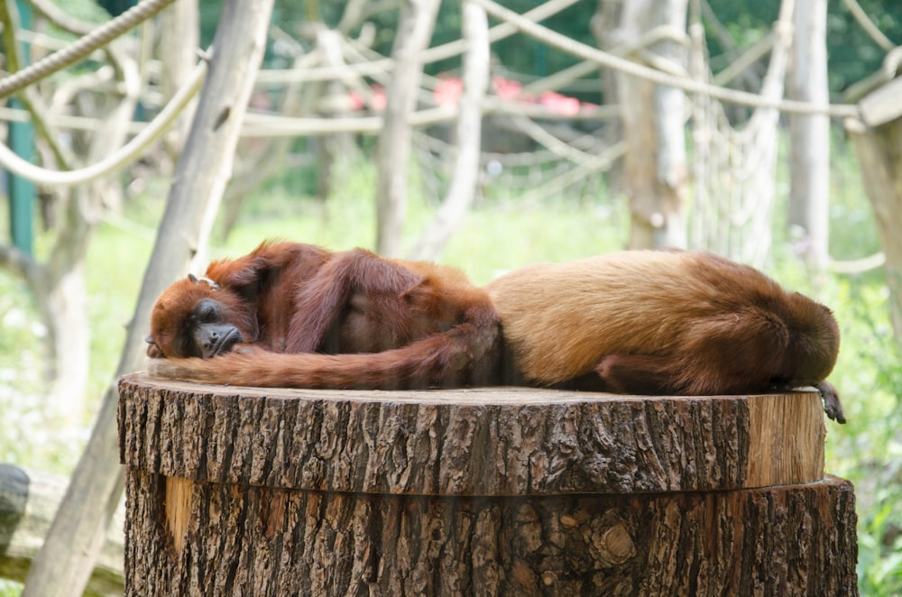 two primate laying on wood slab
