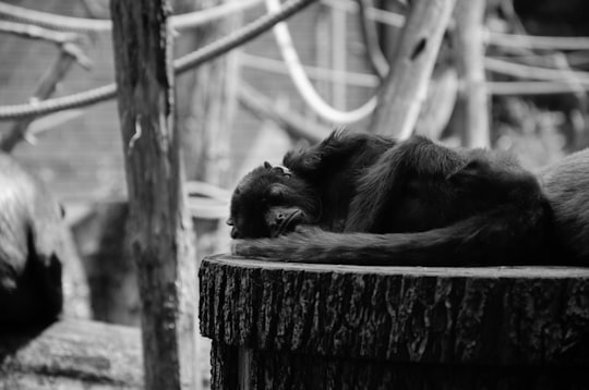 grayscale photography of monkey in Tierpark Berlin Germany