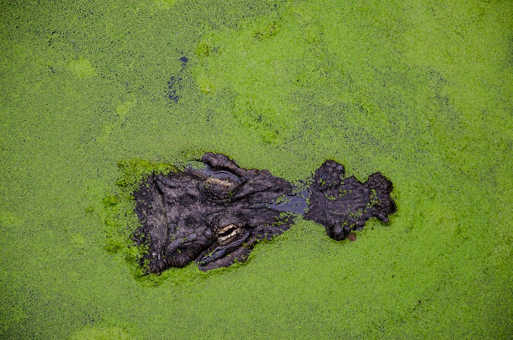 aerial view of crocodile