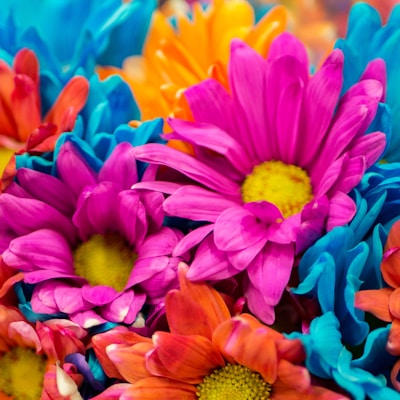 pink, orange, blue, and purple flowers