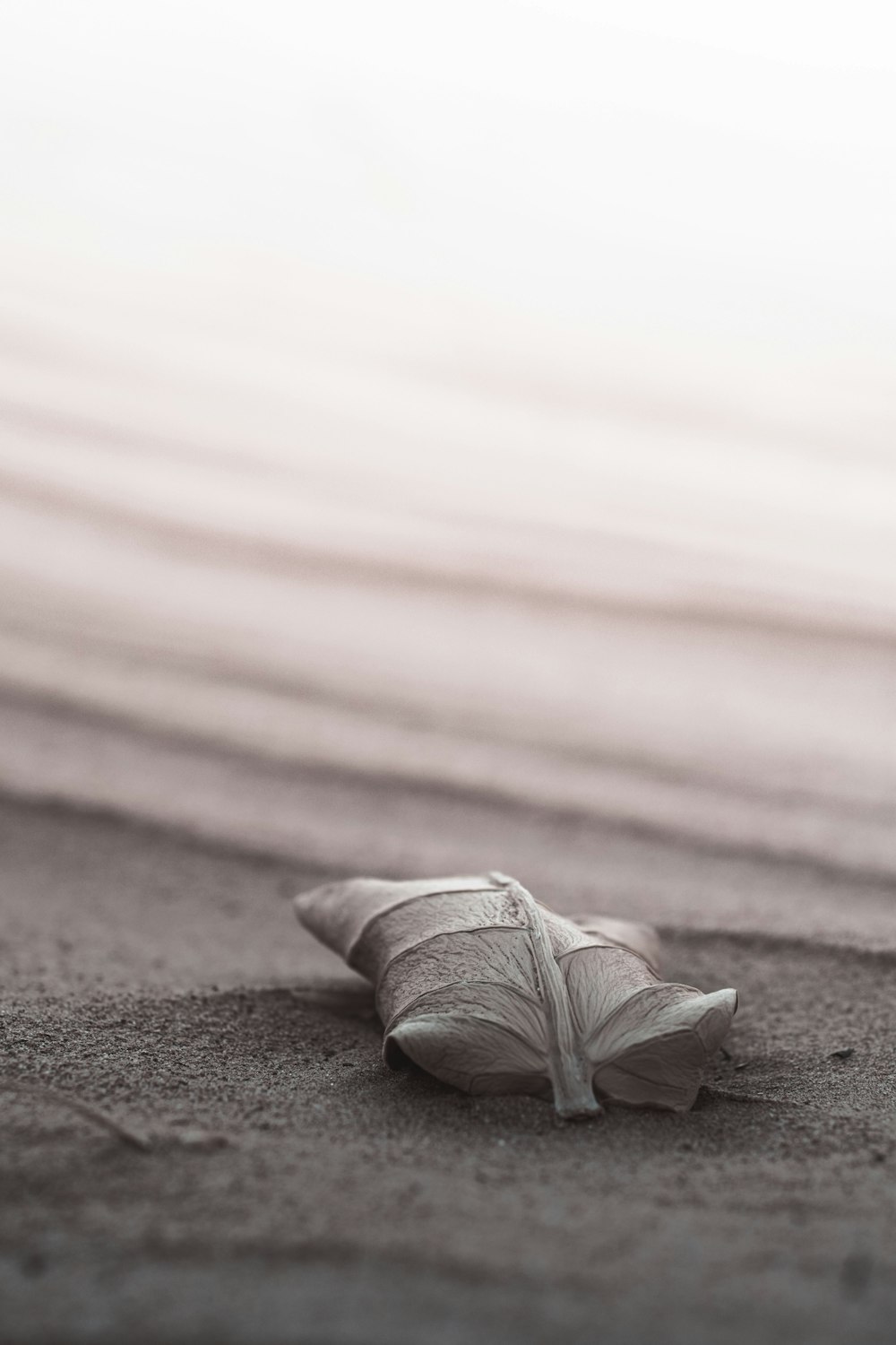 shallow focus photography of brown leaf