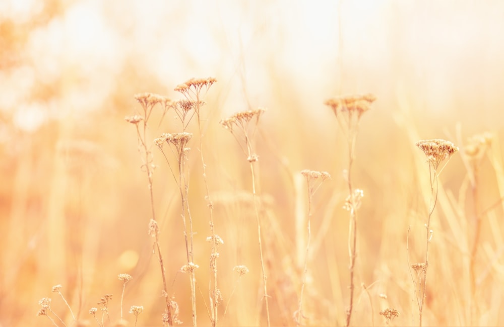 Flachfokusfotografie von braunen Blumen