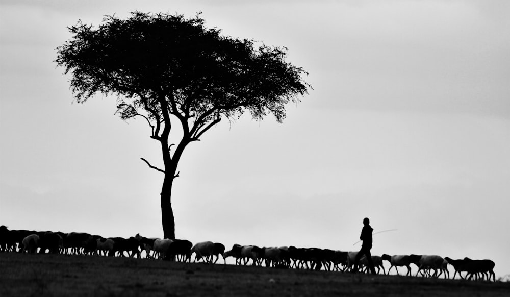 person walking beside tree