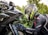 person wearing helmet while holding motorcycle