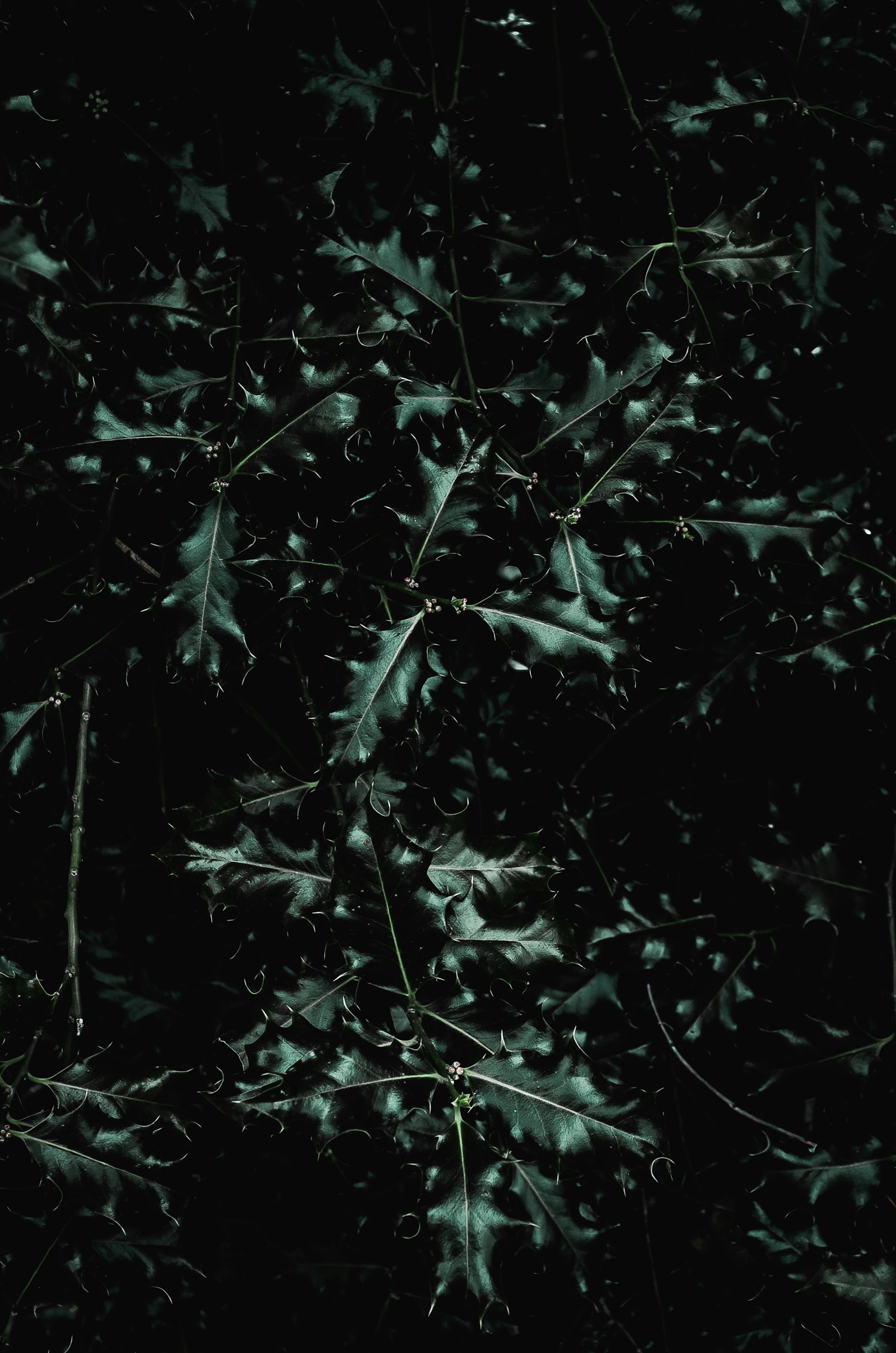 Pentax smc DA 18-55mm F3.5-5.6 AL WR sample photo. Green leaves during nighttime photography