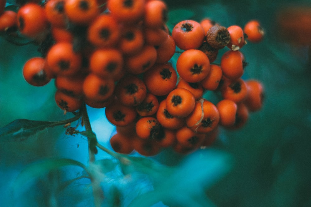 tilt-shift lens photography of red fruits