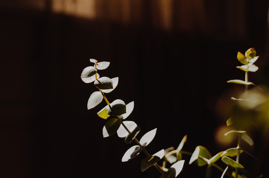 green-leafed plant