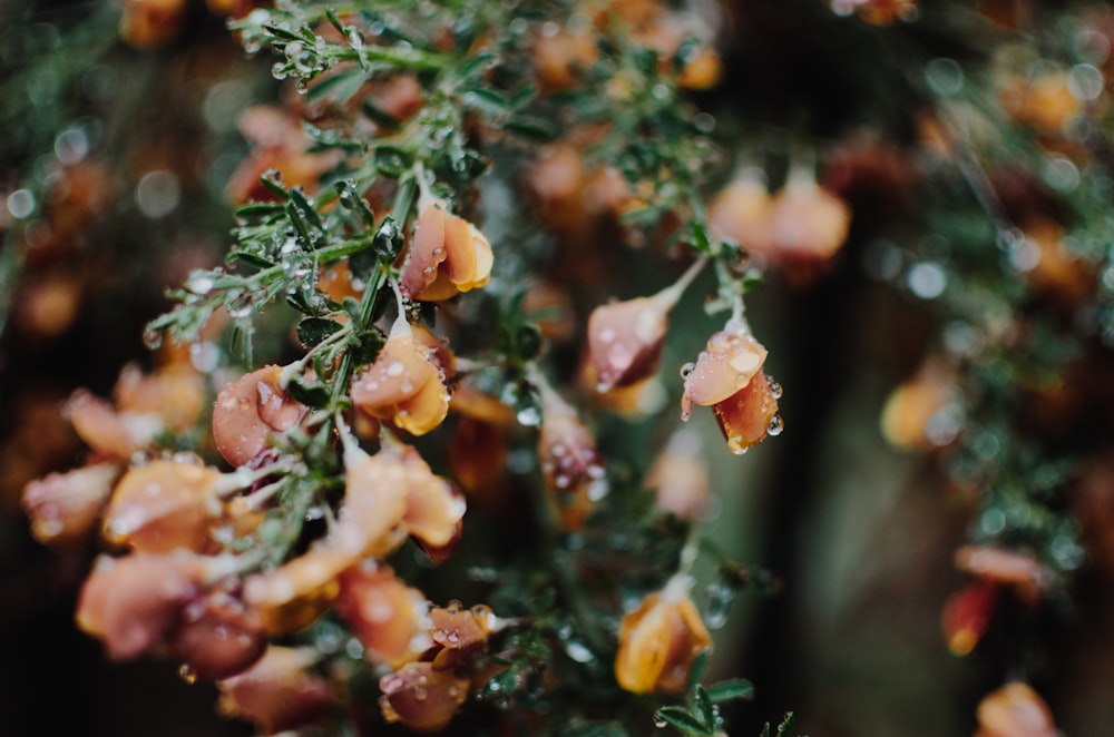 close-up photo of brown petaled flower