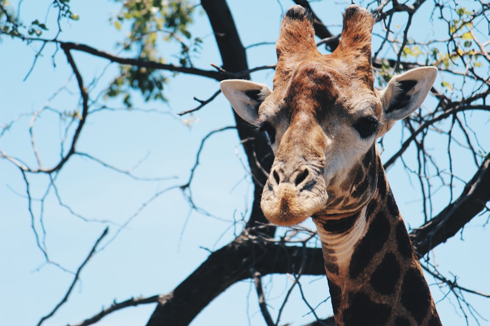 shallow focus photography of giraffe under tree