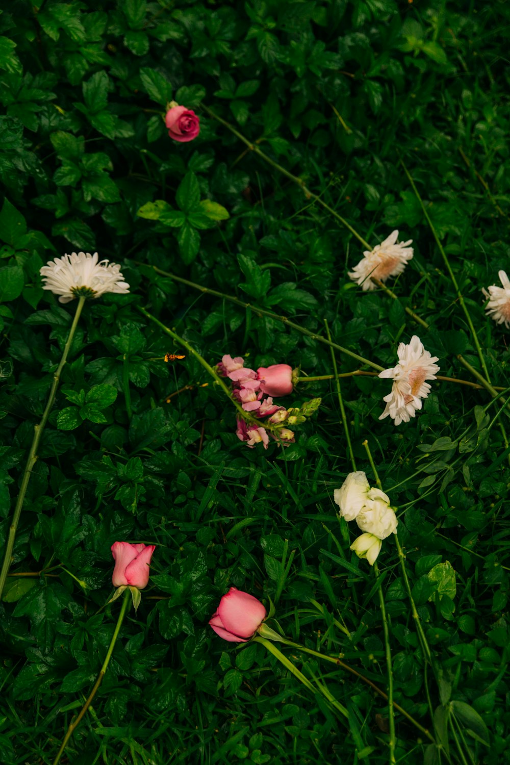 식물 옆에 분홍색과 흰색 꽃