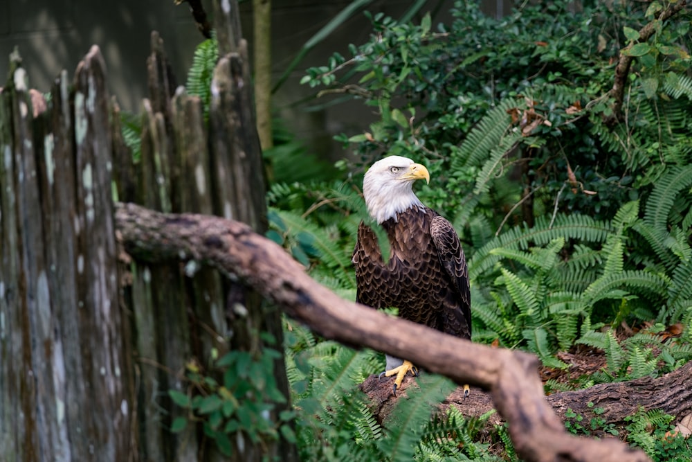 bald eagle on tree bark