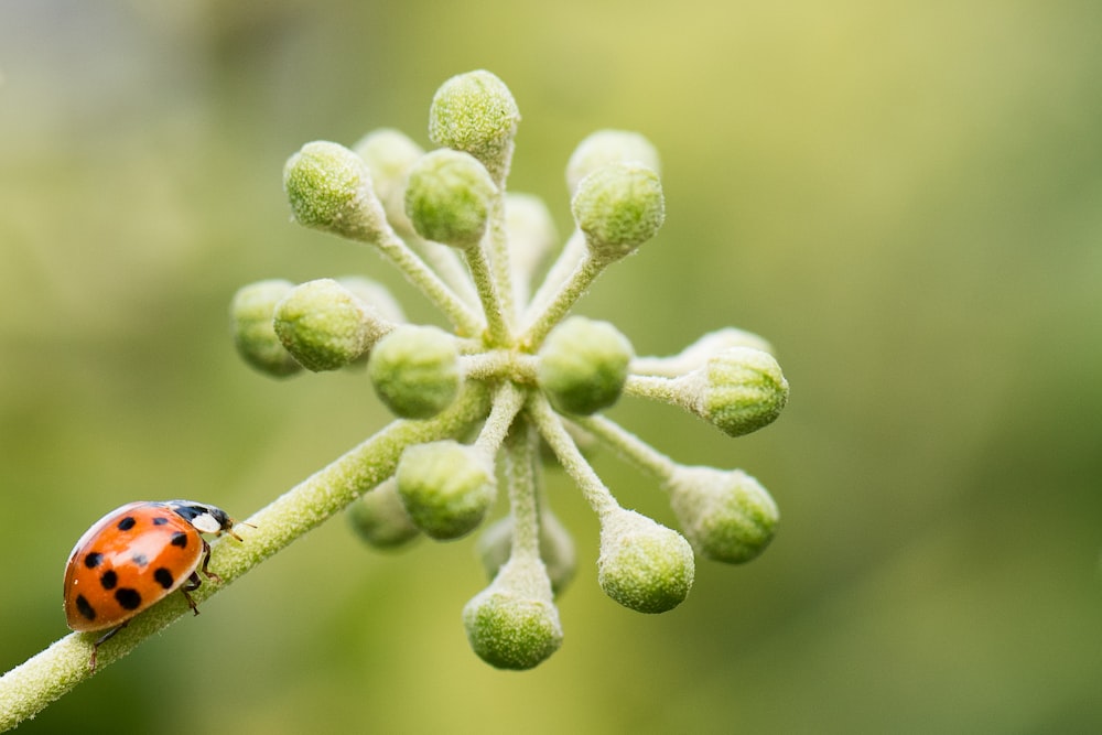 tilt-shift lens photography of bug on plant